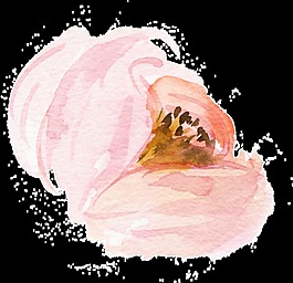 水彩花朵素材