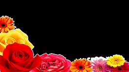 高清百花齐放,海报花环