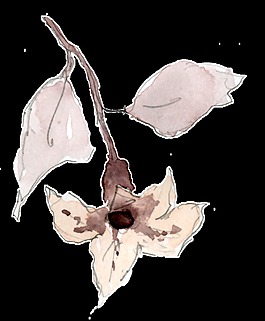水彩花朵裝飾素材