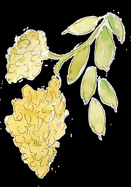 水彩花朵裝飾素材