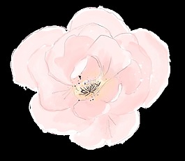 粉色花朵素材