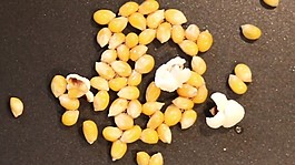 玉米變成爆米花過(guò)程實(shí)拍動(dòng)態(tài)視頻素材
