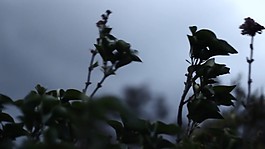 寒風(fēng)中站立在枯枝上的蝙蝠實(shí)拍視頻