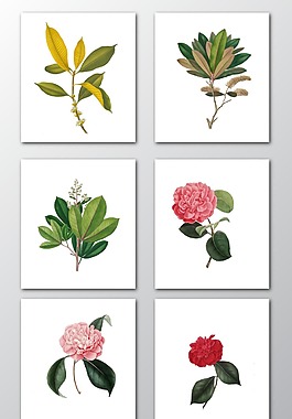花卉綠葉
