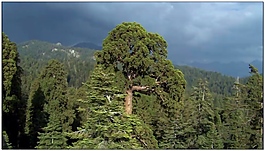 森林動(dòng)態(tài)視頻素材