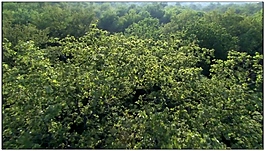 森林動(dòng)態(tài)視頻素材