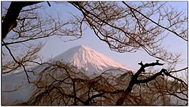 樹木動態(tài)視頻素材