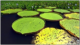 河流動態(tài)視頻素材