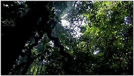 森林動(dòng)態(tài)視頻素材