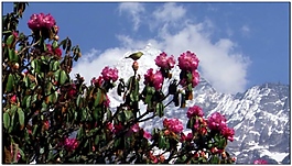 花朵動態(tài)視頻素材