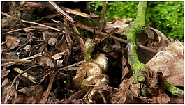 樹根動態(tài)視頻素材