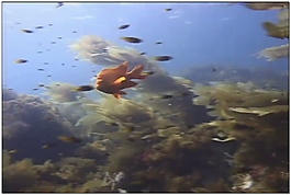 海底世界动态视频素材