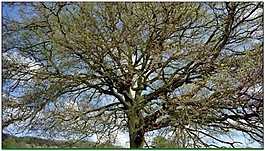 綠色樹木動(dòng)態(tài)視頻素材