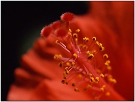 紅色花朵動(dòng)態(tài)視頻素材