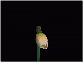 花朵動態(tài)視頻素材