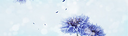 唯美藍色天空飛舞蒲公英淘寶banner背景