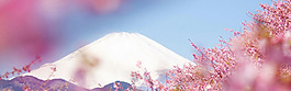 浪漫櫻花富士山淘寶banner背景