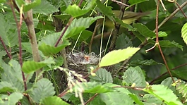 鳥兒喂食視頻素材