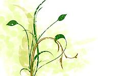 綠色花藤生長(zhǎng)背景視頻素材