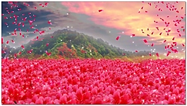 唯美花海+花瓣视频素材