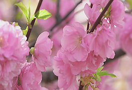 高清桃花視頻素材