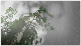 綠樹雨天高清視頻