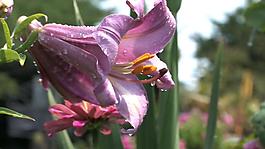 粉色鮮花綻放開花視頻素材