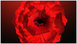 紅花朵中國(guó)紅視頻素材