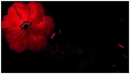 花朵中國(guó)紅視頻素材