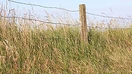 實拍大風里搖擺的野草視頻素材