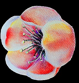 郁金香花卉透明裝飾素材