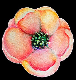 春季花朵盛開裝飾素材