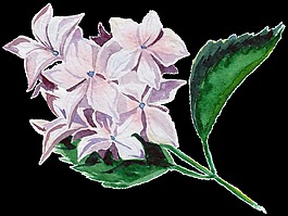 現(xiàn)代感手繪透明水彩花朵
