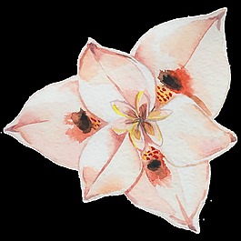 素雅花卉透明水彩裝飾