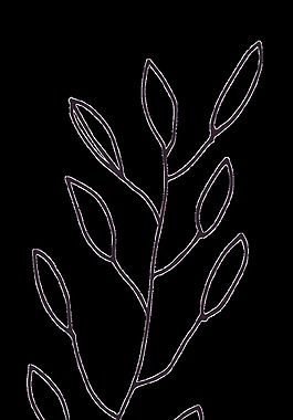 素描樹(shù)葉透明裝飾素材