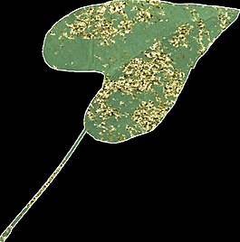 綠色葉子水彩透明插畫裝飾素材