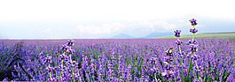 紫色薰衣草莊園淘寶banner背景