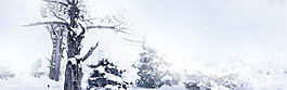 冬季殘雪枯木淘寶banner背景