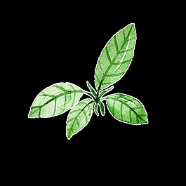 綠色葉子水彩手繪卡通透明素材