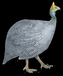 灰色動(dòng)物水彩透明裝飾圖案