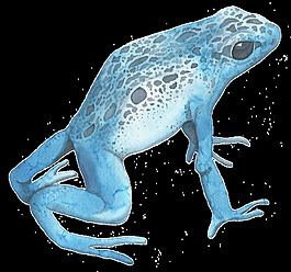 藍(lán)色水彩青蛙透明裝飾圖案