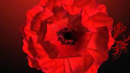 喜慶紅色大團(tuán)花朵綻放視頻素材
