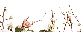 簡約春季發(fā)芽樹枝淘寶banner背景