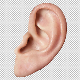 耳朵高清图免抠png透明图层素材
