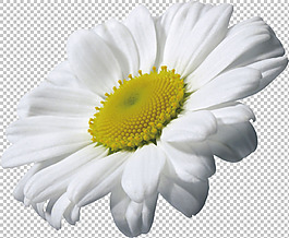 高清甘菊圖免摳png透明圖層素材