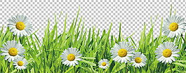 菊花草地圖免摳png透明圖層素材