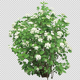 白色花朵灌木免摳png透明圖層素材