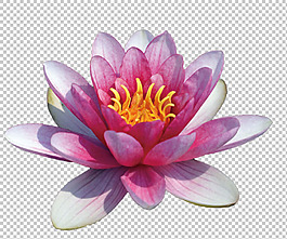 紅色荷花圖片免摳png透明圖層素材