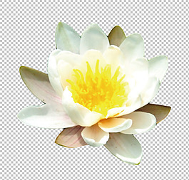黃色荷花圖片免摳png透明圖層素材