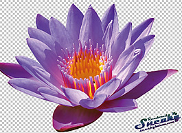 紫色荷花睡蓮免摳png透明圖層素材